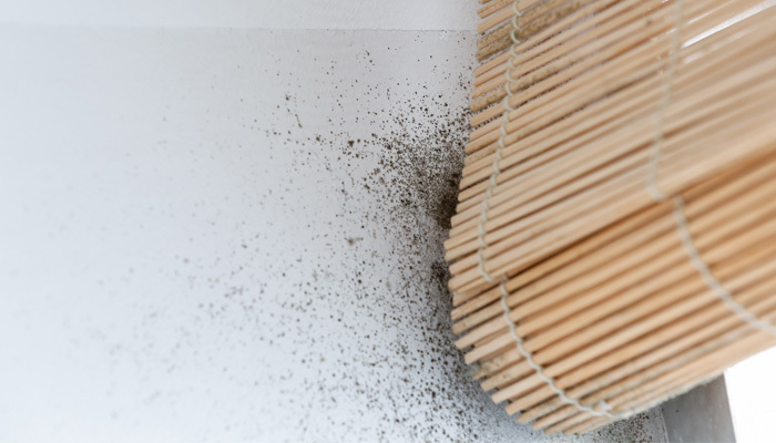 Mould on blinds